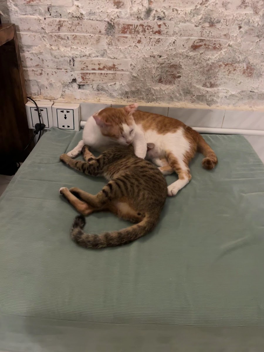 Ministry of Cat photo 4