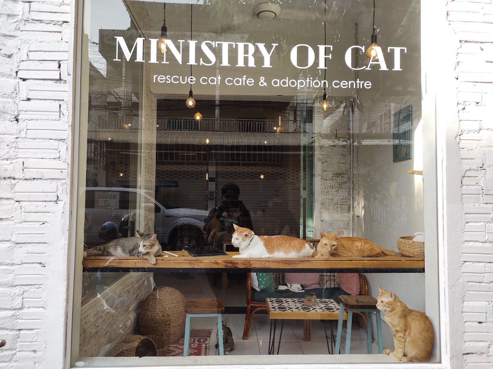 Ministry of Cat photo 2